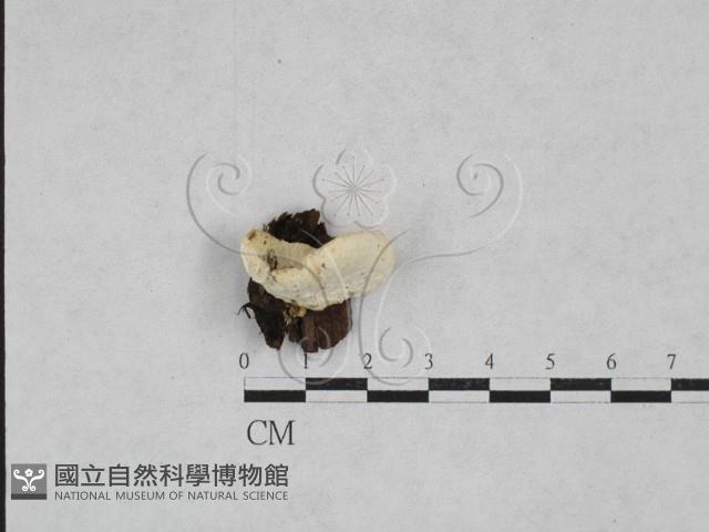 登錄號:F0028289藏品圖，第1張