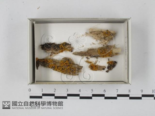 登錄號:F0018289藏品圖，第1張