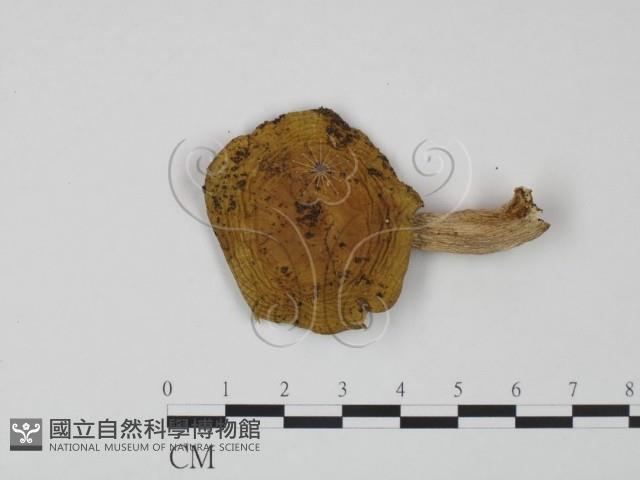 紅菇屬藏品圖，第1張