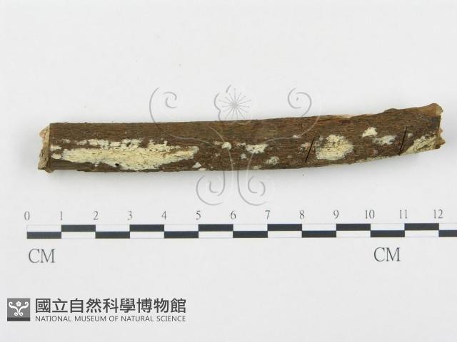 登錄號:F0000289藏品圖，第1張