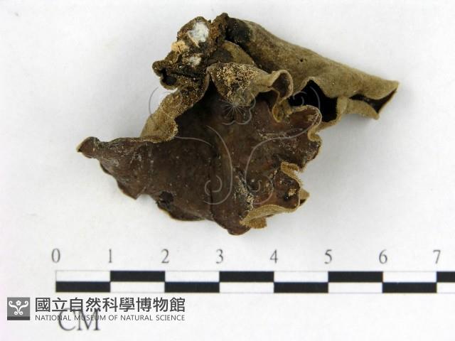 毛木耳藏品圖，第1張