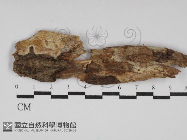 登錄號:F0030289藏品圖，第1張