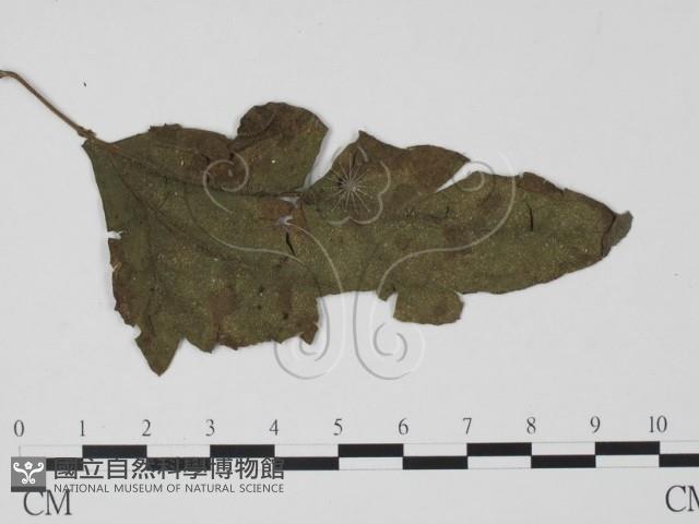 登錄號:F0021289藏品圖，第1張