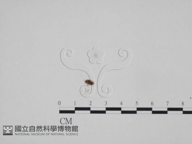 登錄號:F0001289藏品圖，第1張