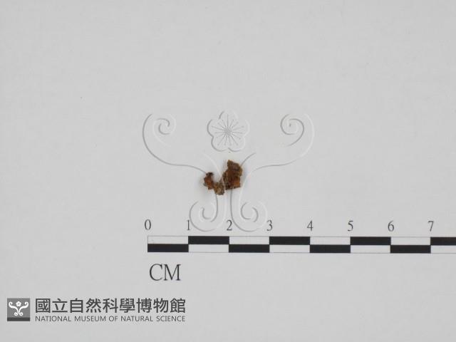 登錄號:F0024289藏品圖，第1張
