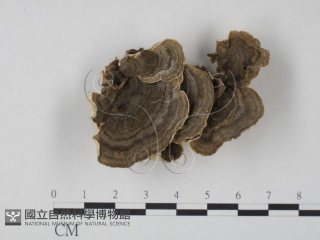 雲芝藏品圖，第1張