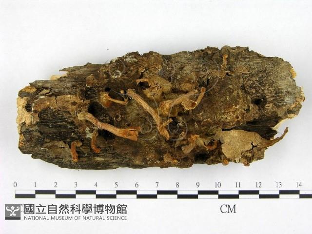 登錄號:F0012289藏品圖，第1張