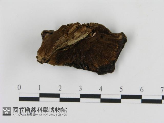 登錄號:F0017289藏品圖，第1張
