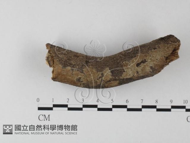 刺皮菌屬藏品圖，第1張