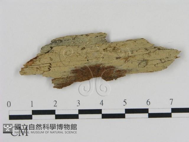 登錄號:F0015289藏品圖，第1張