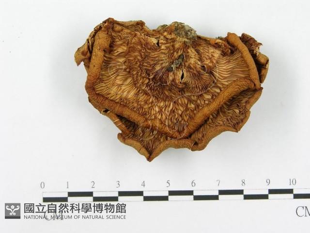 側耳屬藏品圖，第1張