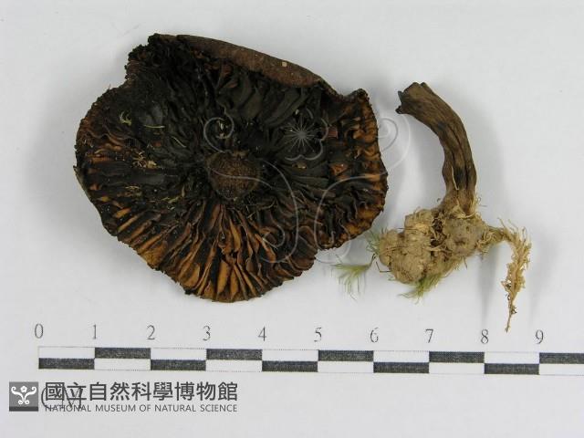 登錄號:F0013289藏品圖，第1張