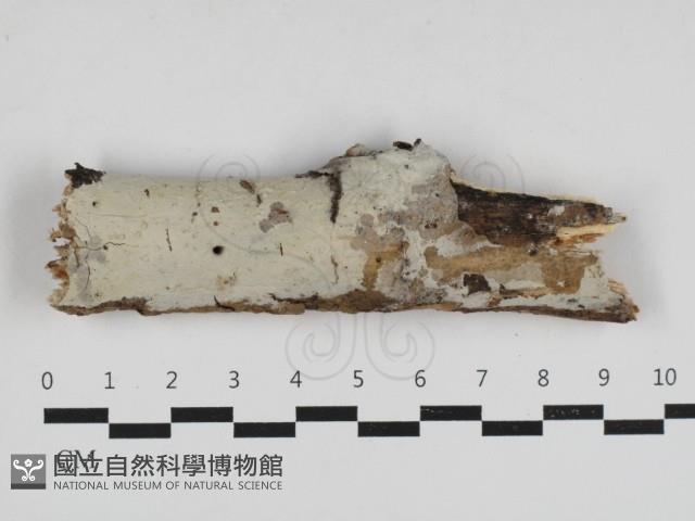 登錄號:F0033289藏品圖，第1張