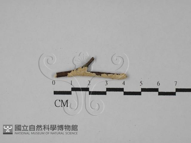 銳孔菌屬藏品圖，第1張