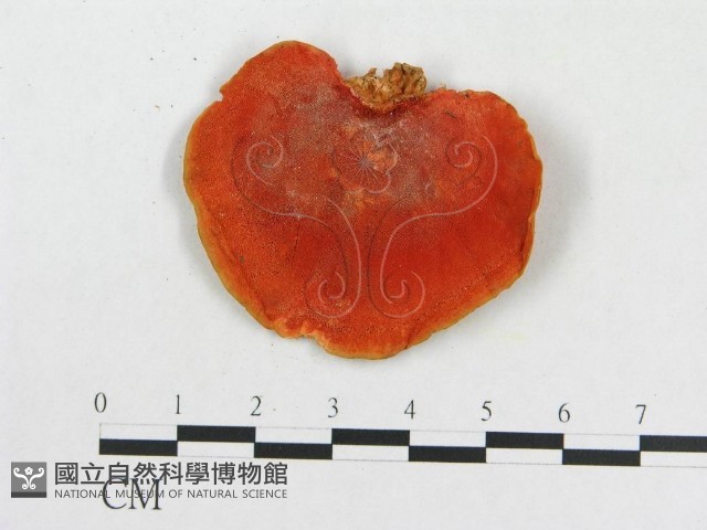 血紅密孔菌藏品圖，第1張