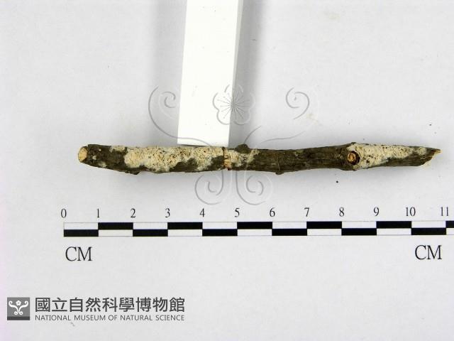 登錄號:F0020889藏品圖，第1張