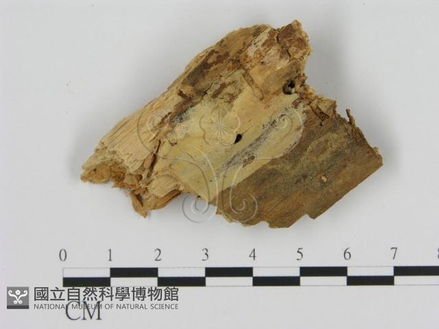 登錄號:F0000889藏品圖，第1張
