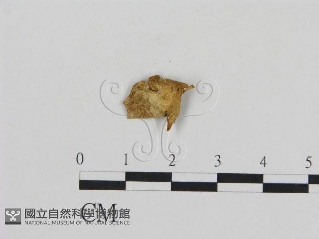 登錄號:F0010889藏品圖，第1張