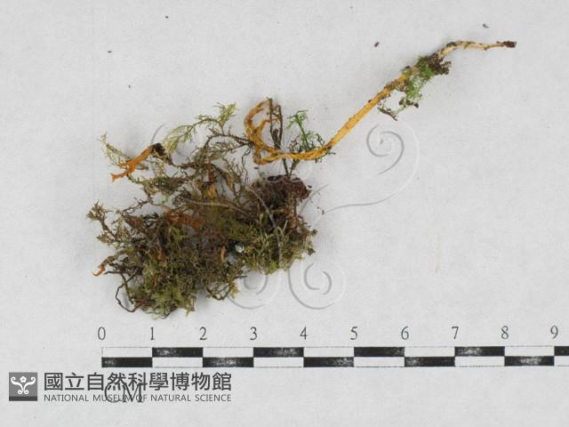 登錄號:F0026889藏品圖，第1張