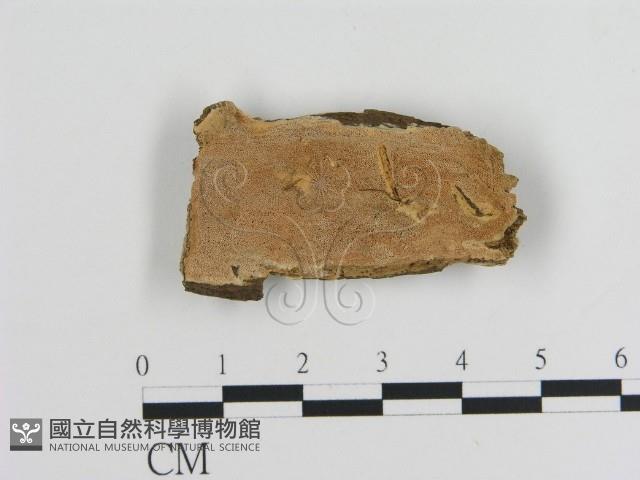 登錄號:F0006889藏品圖，第1張