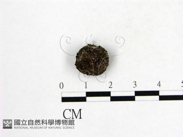 登錄號:F0016889藏品圖，第1張