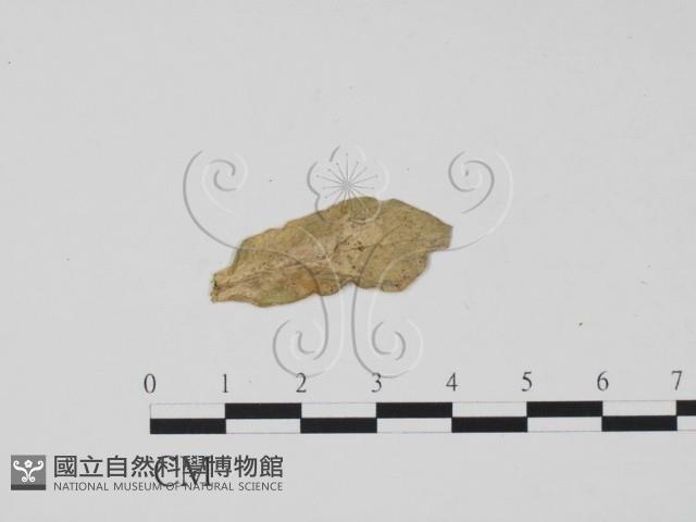 登錄號:F0011889藏品圖，第1張