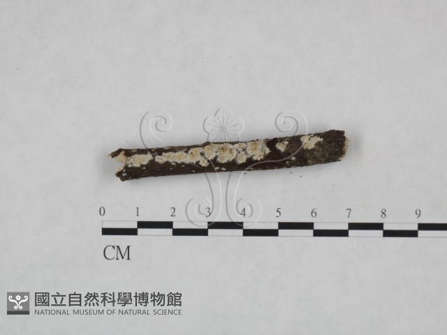 射脈菌屬藏品圖，第1張
