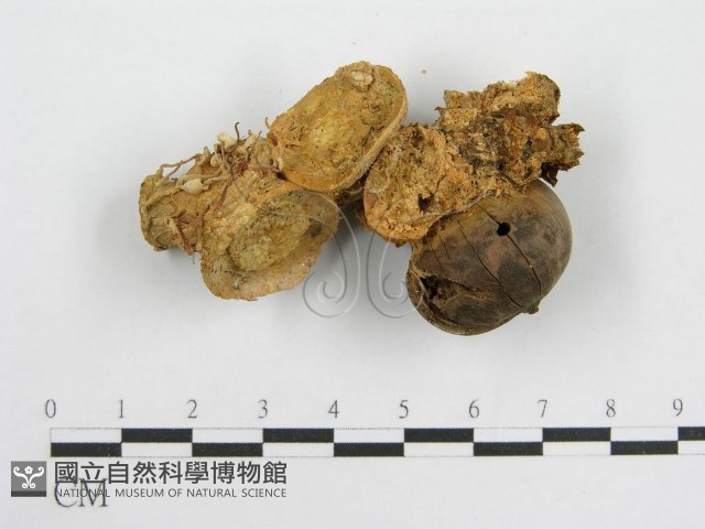 微皮傘屬藏品圖，第1張