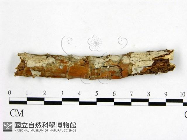 顯絲菌屬藏品圖，第1張