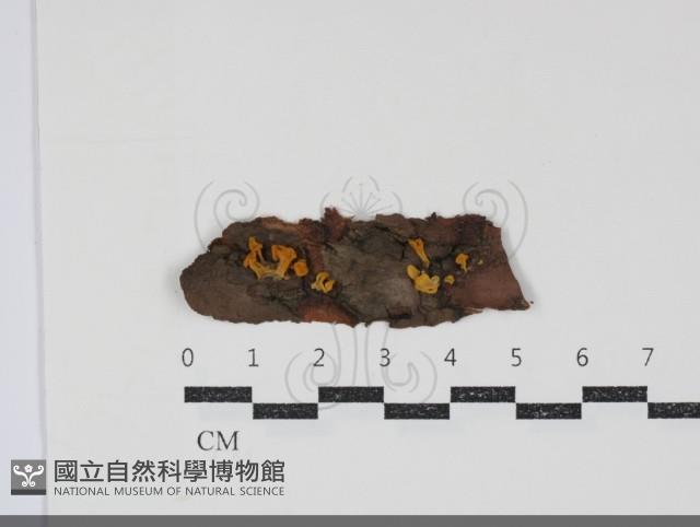 登錄號:F0034889藏品圖，第1張