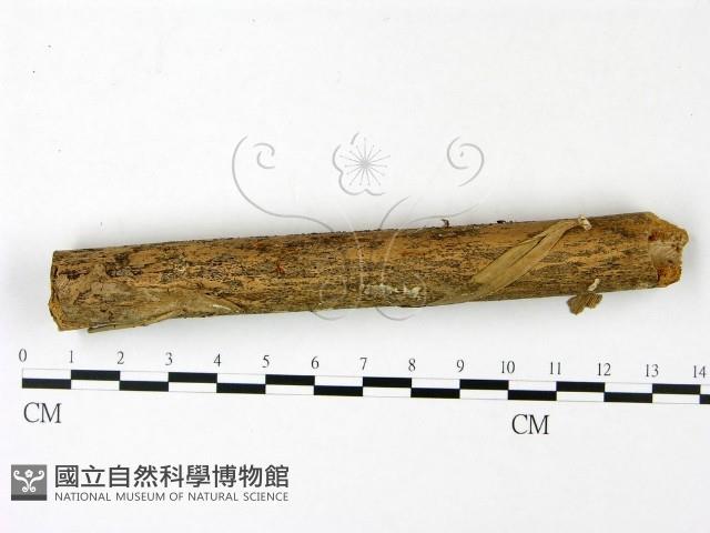 小菇屬藏品圖，第1張