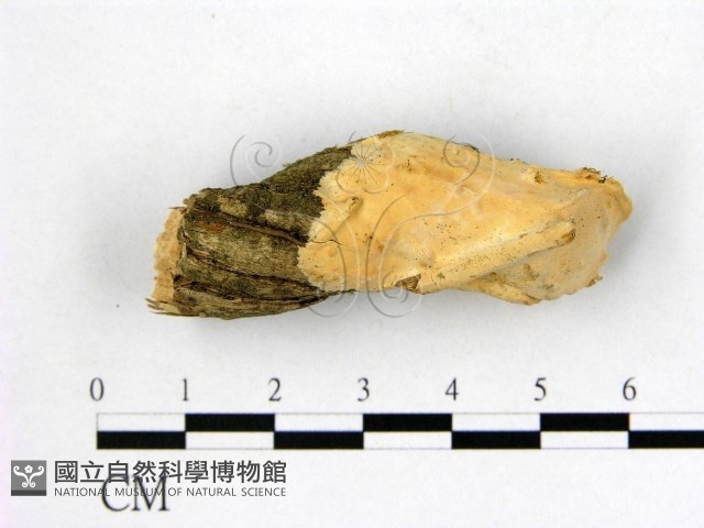 登錄號:F0002889藏品圖，第1張