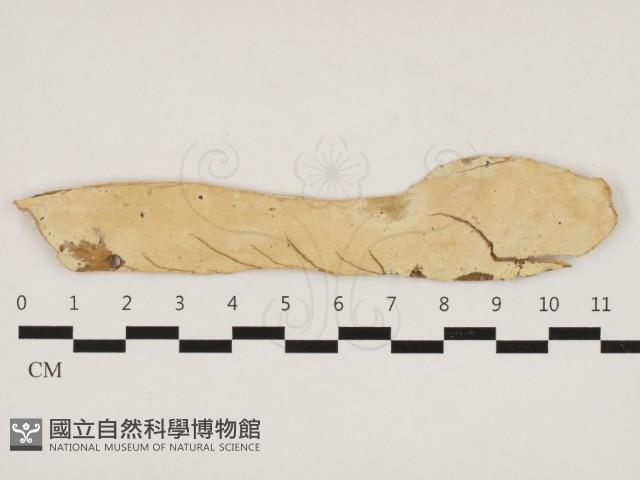 絲齒菌屬藏品圖，第1張