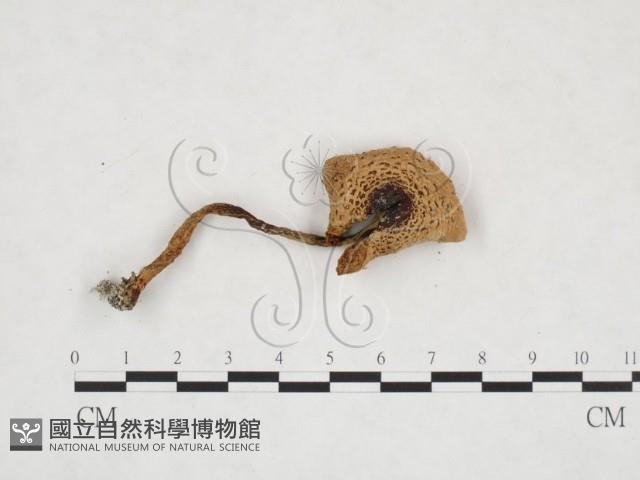 登錄號:F0025889藏品圖，第1張