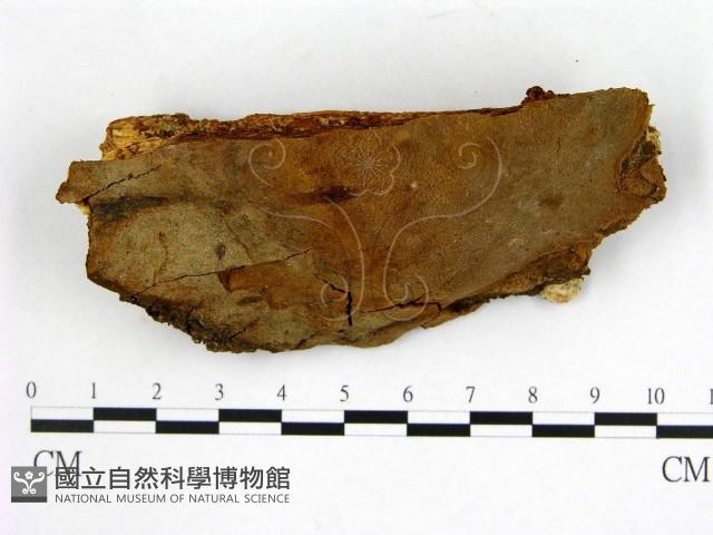 登錄號:F0005889藏品圖，第1張