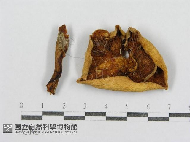 紅菇屬藏品圖，第1張