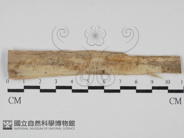 絲皮菌屬藏品圖，第1張
