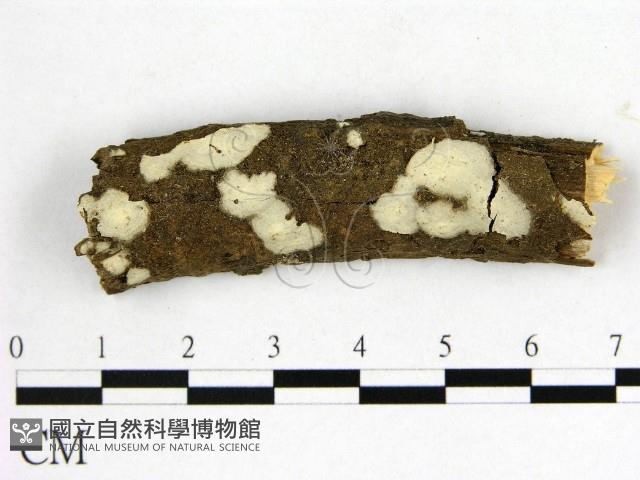 燈籠囊擬射脈菌藏品圖，第1張