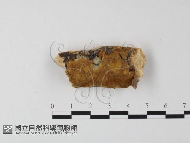 登錄號:F0019889藏品圖，第1張