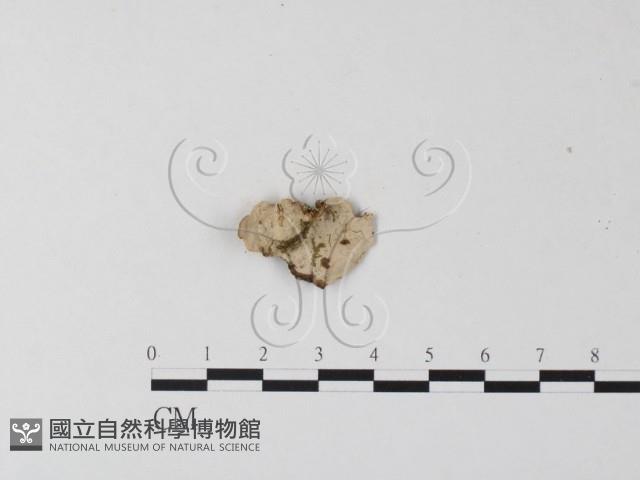 韌革菌屬藏品圖，第1張