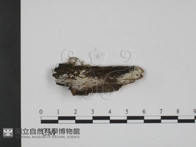 登錄號:F0003889藏品圖，第1張