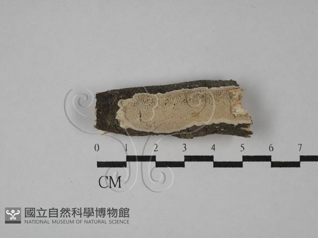 登錄號:F0028989藏品圖，第1張