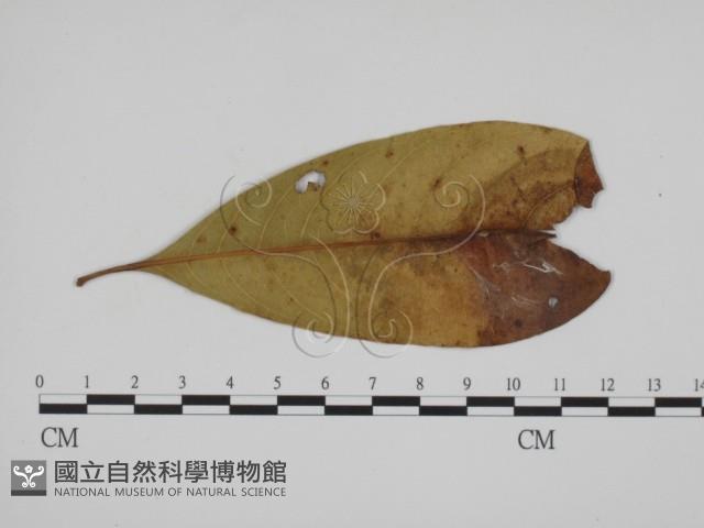 登錄號:F0018989藏品圖，第1張