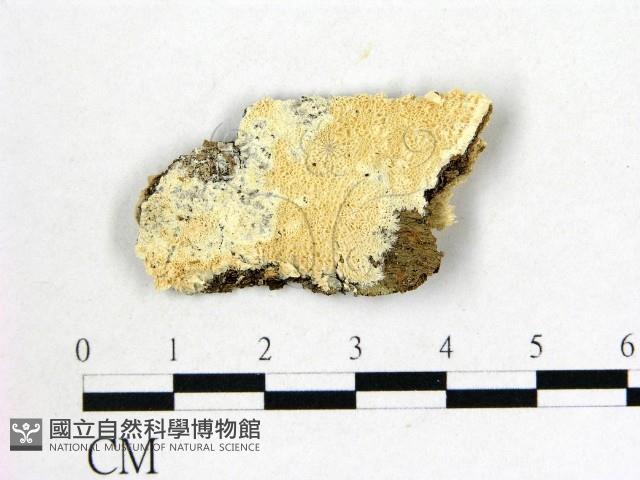 登錄號:F0020989藏品圖，第1張