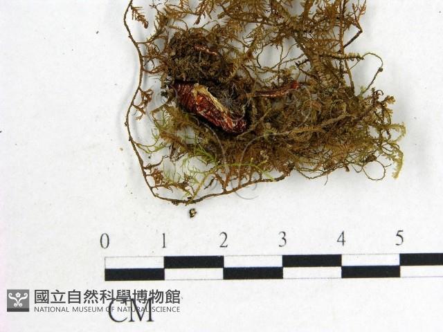 登錄號:F0000989藏品圖，第1張