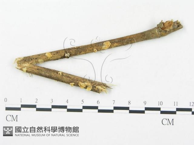 登錄號:F0010989藏品圖，第1張
