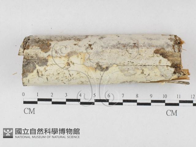 登錄號:F0026989藏品圖，第1張