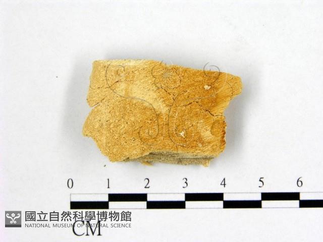 登錄號:F0006989藏品圖，第1張