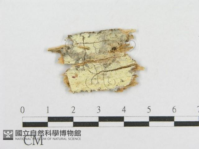 登錄號:F0016989藏品圖，第1張