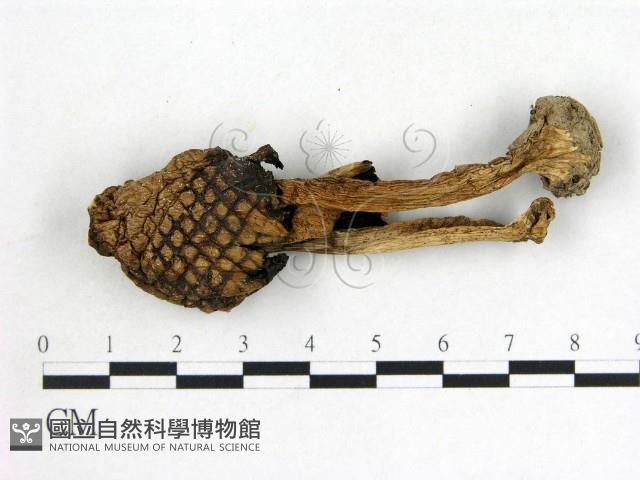 登錄號:F0021989藏品圖，第1張